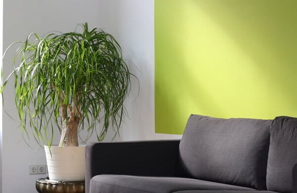 Início 12 aspiracao de po de sofa de camurca
